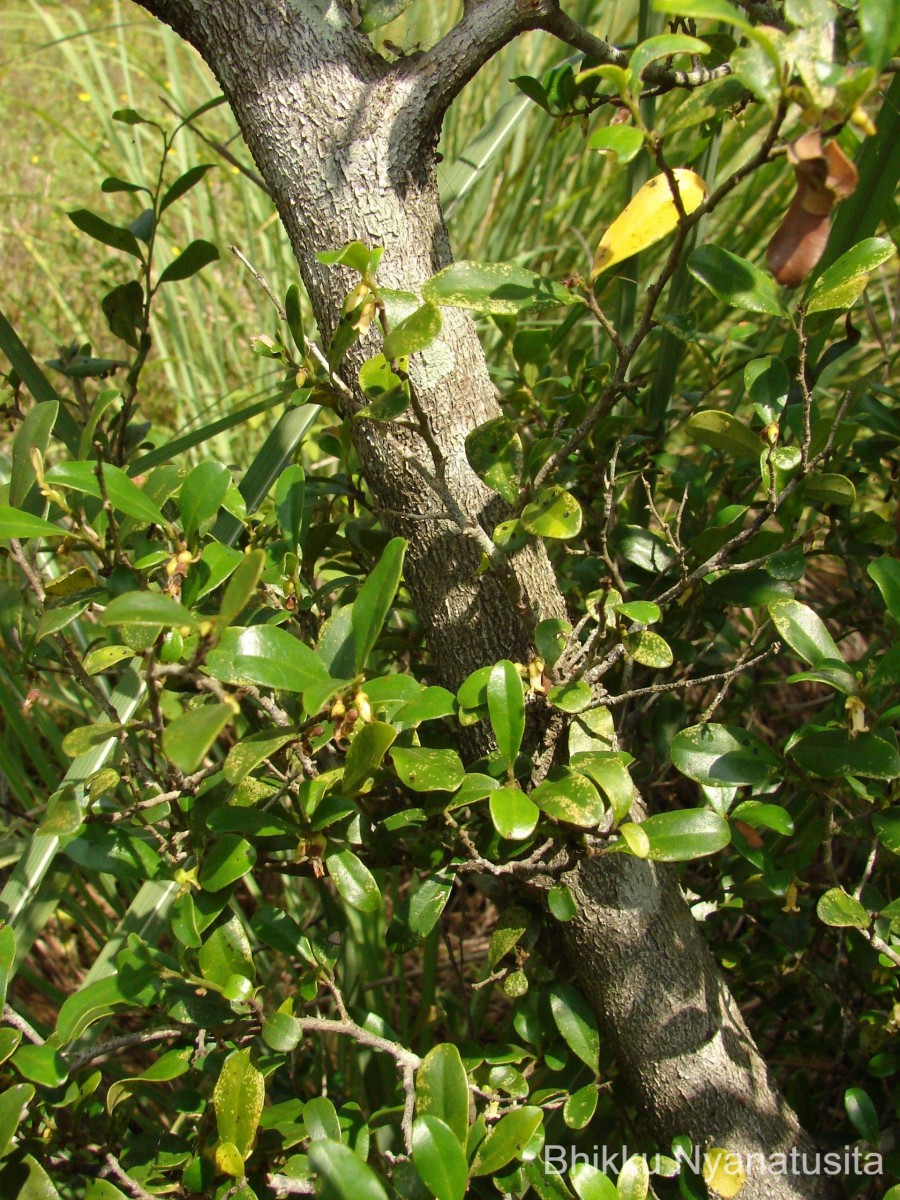 Diospyros ferrea (Willd.) Bakh.